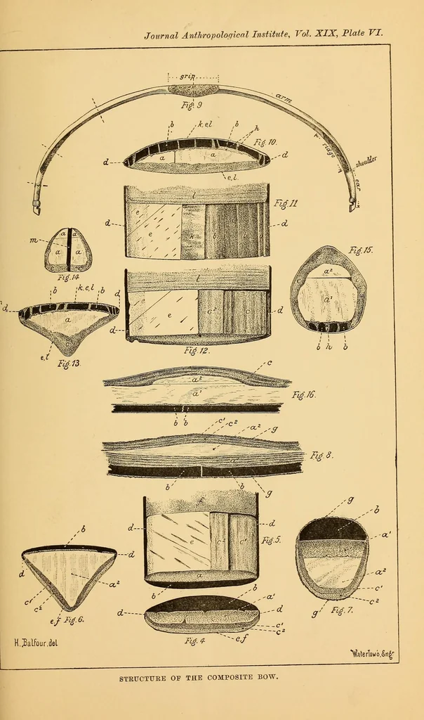 An illustration from On the structure and affinities of the composite bow, 1889, leaf 33