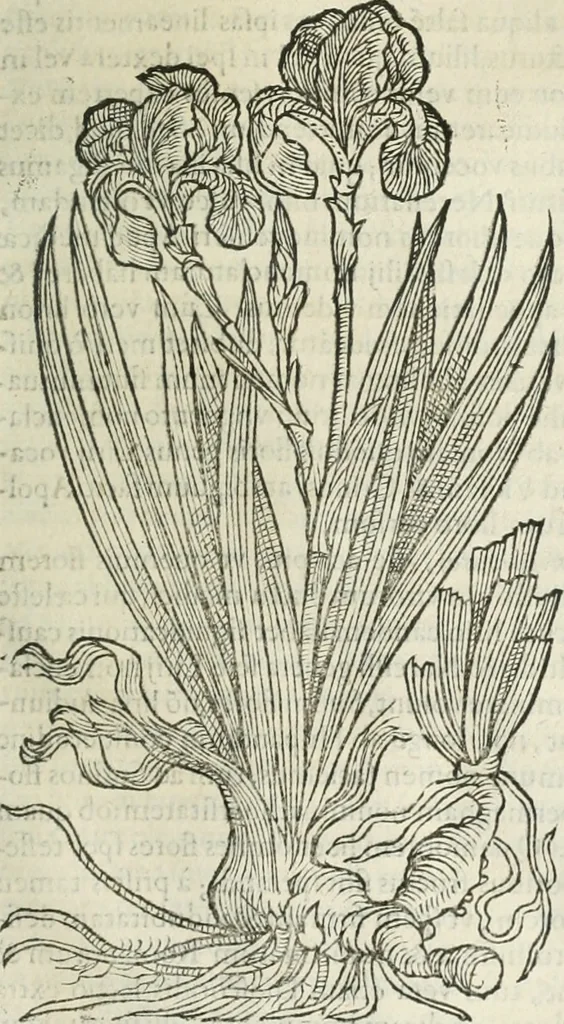 An illustration from Opera Ioan. Goropii Becani, hactenus in lucum non edita: nempe, Hermathena, Heiroglyphica, Vertumnus, Gallica, Francica, Hispanica, 1580, leaf 970