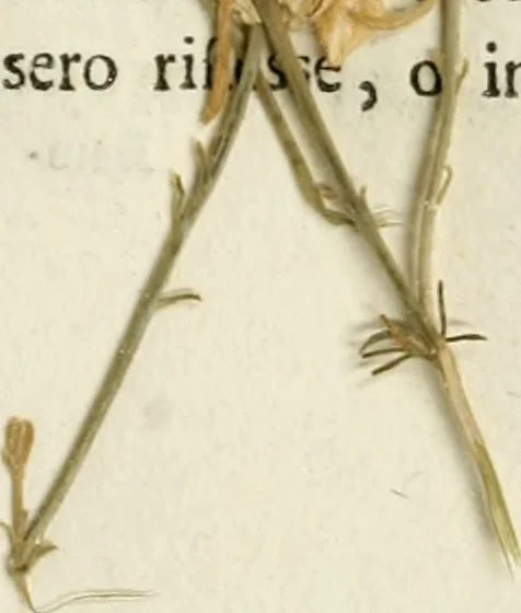 An illustration from Opere di Antonio Raffaello Mengs, primo pittore della maestà del re Cattolico Carlo III., 1783, leaf 176