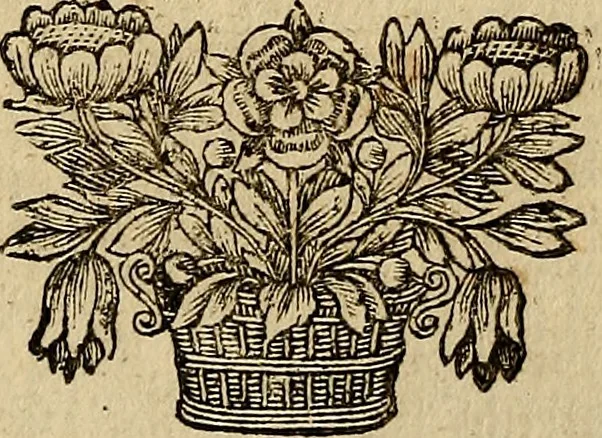 An illustration from Operum philosophicorum, 1681, leaf 589