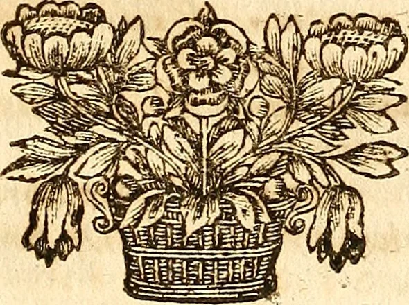 An illustration from Operum philosophicorum, 1681, leaf 242