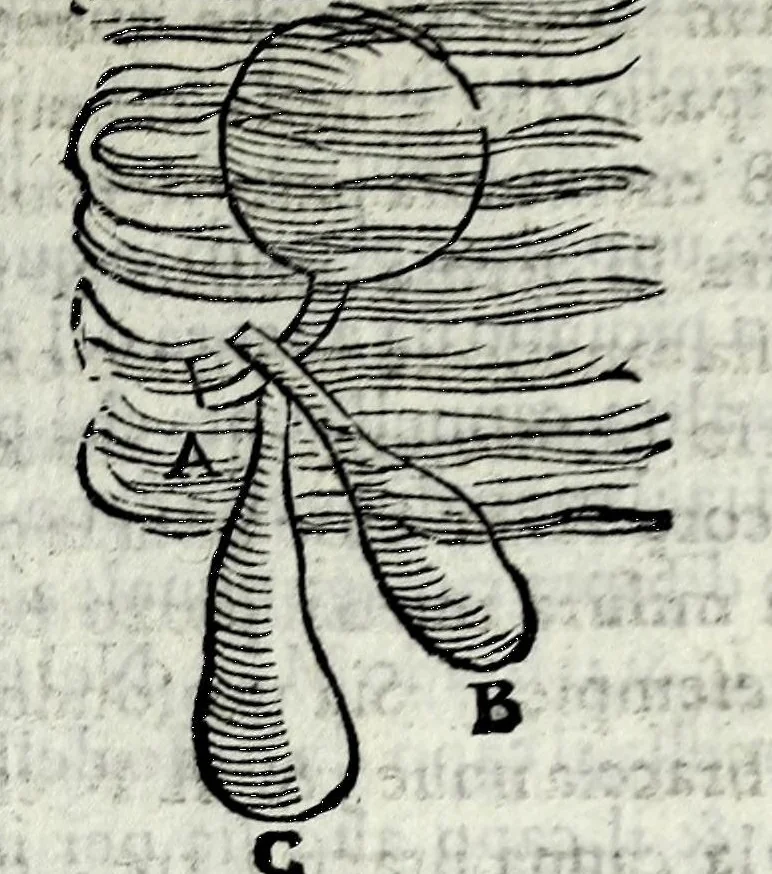 An illustration from Opvscoli morali, 1568, leaf 247