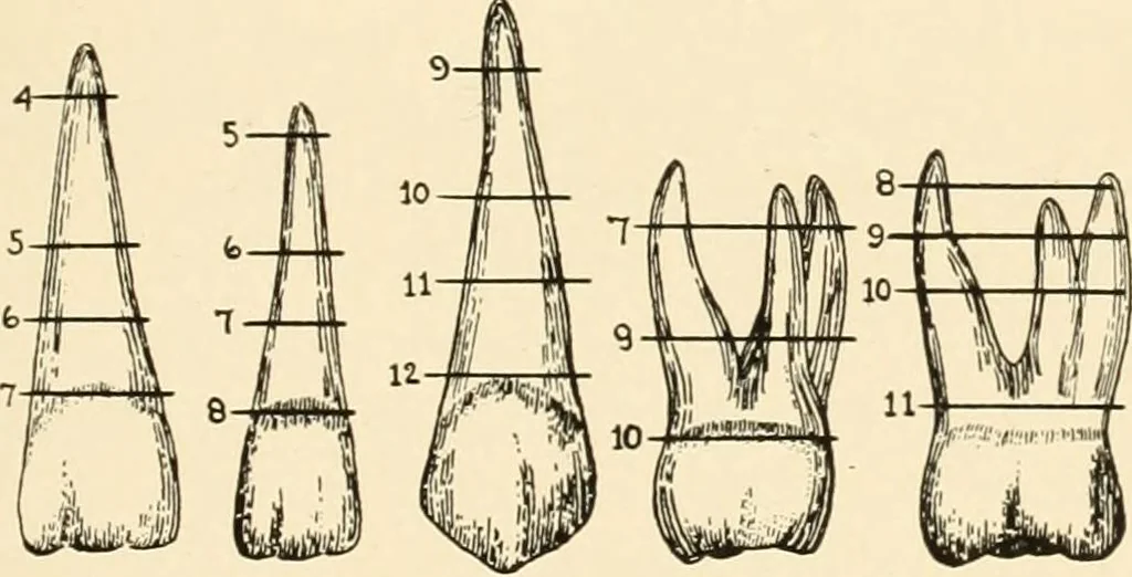 An illustration from Oral Roentgenology : a Roentgen study of the anatomy and pathology of the oral cavity, 1917, leaf 28