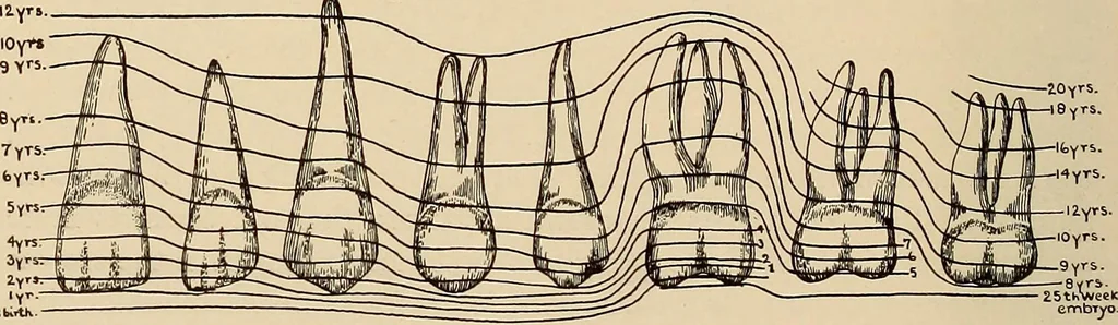 An illustration from Oral Roentgenology : a Roentgen study of the anatomy and pathology of the oral cavity, 1917, leaf 29