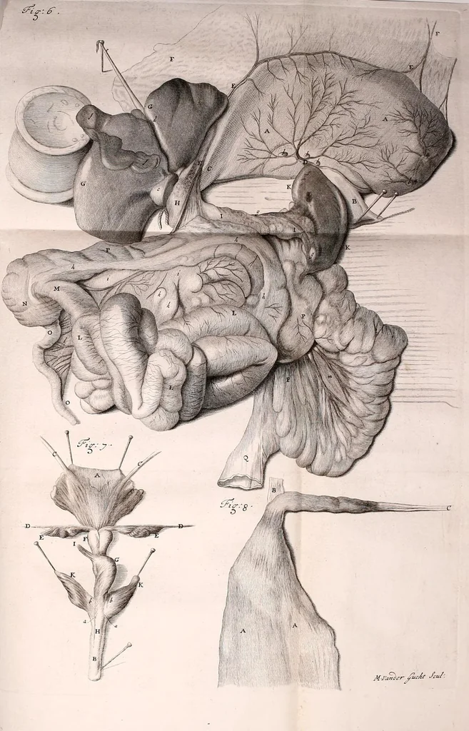 An illustration from Orang-outang, sive homo sylvestris: or, The anatomy of a pygmie compared with that of a monkey, an ape, and a man. To which is added, A philological essay concerning the pygmies, the cynocephali, the satyrs, and sphinges of the ancients. Wherein it will appear that they are all either apes or monkeys, and not men, as formerly pretended, 1699, leaf 145