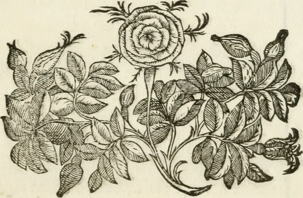 An illustration from Oratione fvnerale di Lorenzo Dvcci nell'essequie di Torqvato Tasso, 1600, leaf 20