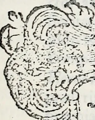 An illustration from Orbis Polonvs, splendoribus caeli: Triumphis mundi: pulchritudine animantium: decore aquatilium: naturae excellentia reptilium, condecoratvs. In qvo antiqva Sarmatarvm gentilitia, pervetvstae nobilitatis polonae insignia, vetera & noua indigenatus meritorum praemia & arma, specificantur & relucent. Nunc primum, vt Latinitati consecratus, ita claritate & veritate perspicuus, 1641, leaf 1206