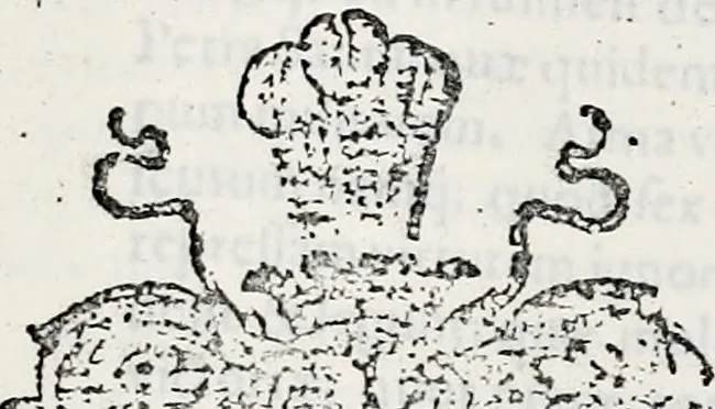 An illustration from Orbis Polonvs, splendoribus caeli: Triumphis mundi: pulchritudine animantium: decore aquatilium: naturae excellentia reptilium, condecoratvs. In qvo antiqva Sarmatarvm gentilitia, pervetvstae nobilitatis polonae insignia, vetera & noua indigenatus meritorum praemia & arma, specificantur & relucent. Nunc primum, vt Latinitati consecratus, ita claritate & veritate perspicuus, 1641, leaf 518