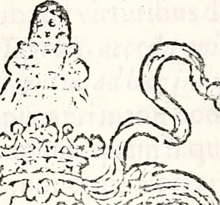 An illustration from Orbis Polonvs, splendoribus caeli: Triumphis mundi: pulchritudine animantium: decore aquatilium: naturae excellentia reptilium, condecoratvs. In qvo antiqva Sarmatarvm gentilitia, pervetvstae nobilitatis polonae insignia, vetera & noua indigenatus meritorum praemia & arma, specificantur & relucent. Nunc primum, vt Latinitati consecratus, ita claritate & veritate perspicuus, 1641, leaf 322