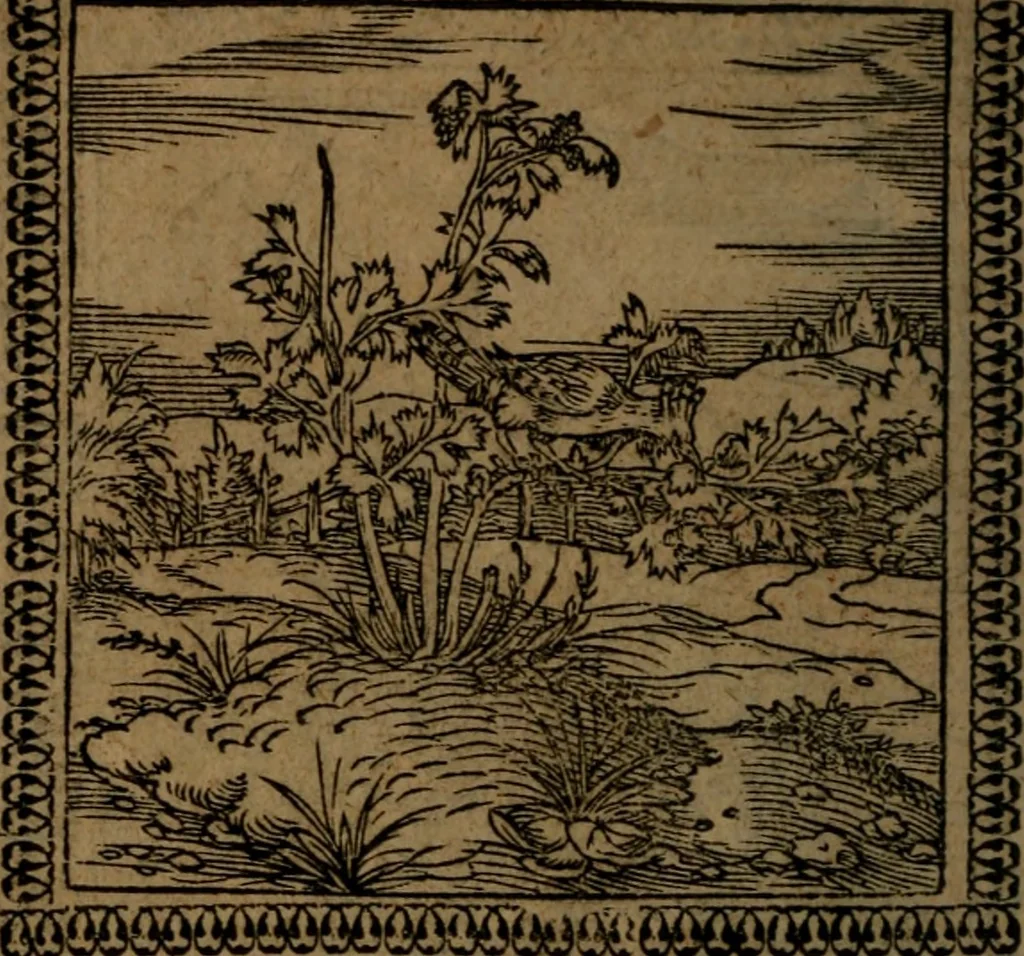 An illustration from Ori Apollinis Niliaci, De sacris Aegyptiorum notis, Aegyptiacè expressis : libri duo, iconibus illustrati, & aucti : nunc primùm in latinum ac gallicum sermonem conversi, 1574, leaf 189