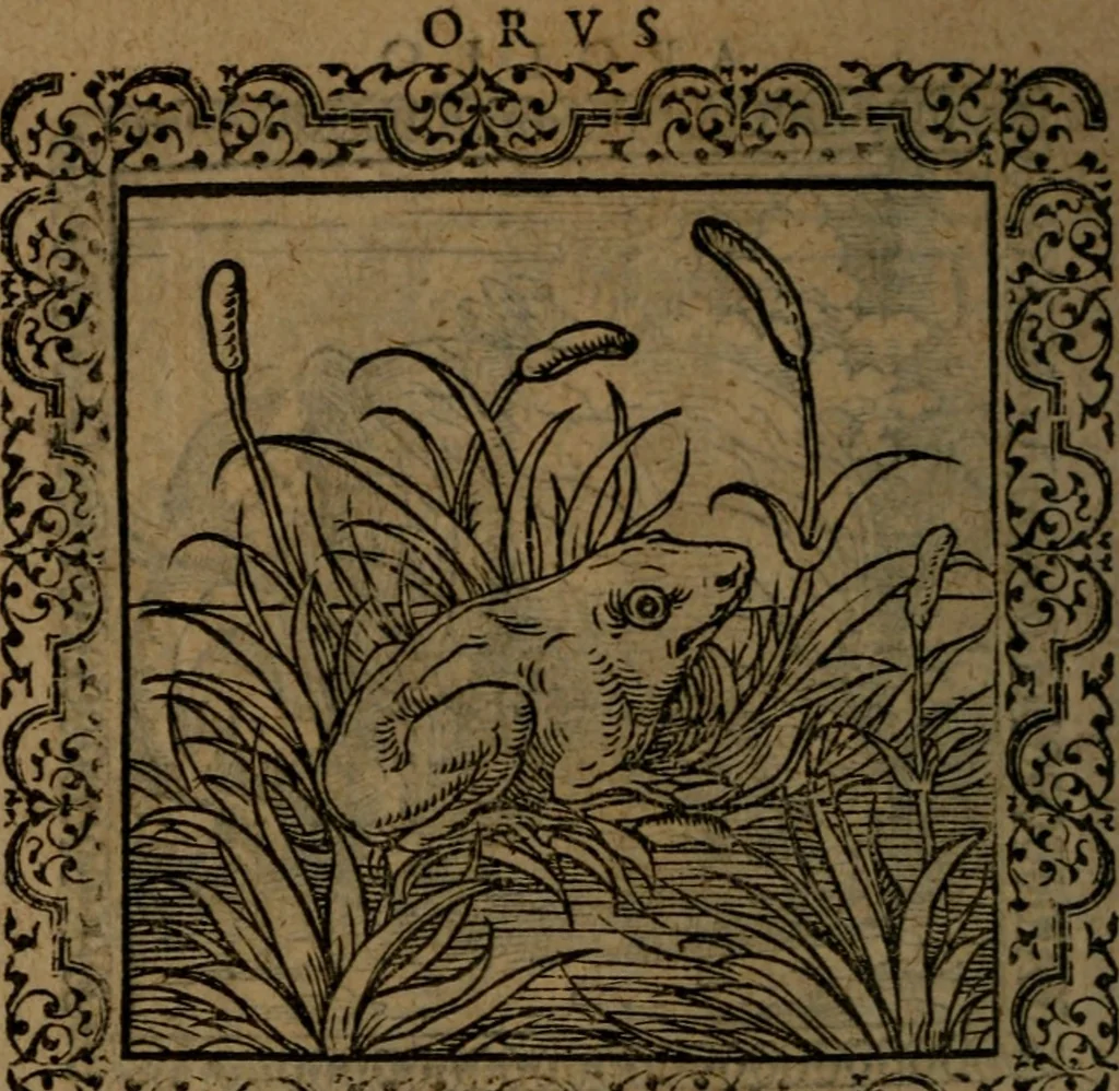An illustration from Ori Apollinis Niliaci, De sacris Aegyptiorum notis, Aegyptiacè expressis : libri duo, iconibus illustrati, & aucti : nunc primùm in latinum ac gallicum sermonem conversi, 1574, leaf 197