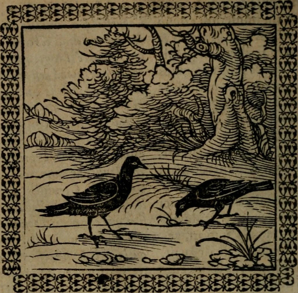 An illustration from Ori Apollinis Niliaci, De sacris Aegyptiorum notis, Aegyptiacè expressis : libri duo, iconibus illustrati, & aucti : nunc primùm in latinum ac gallicum sermonem conversi, 1574, leaf 31