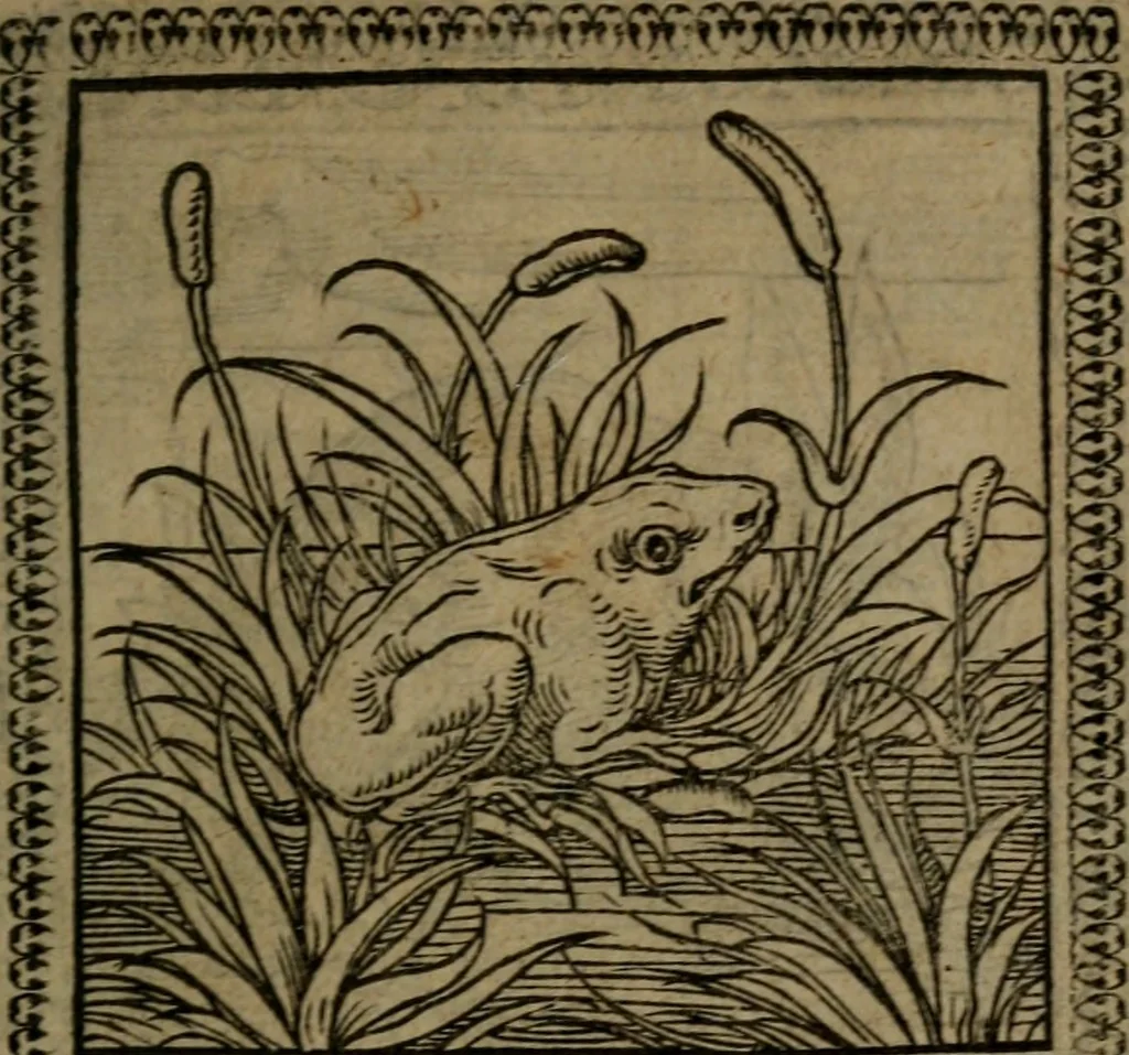 An illustration from Ori Apollinis Niliaci, De sacris Aegyptiorum notis, Aegyptiacè expressis : libri duo, iconibus illustrati, & aucti : nunc primùm in latinum ac gallicum sermonem conversi, 1574, leaf 52
