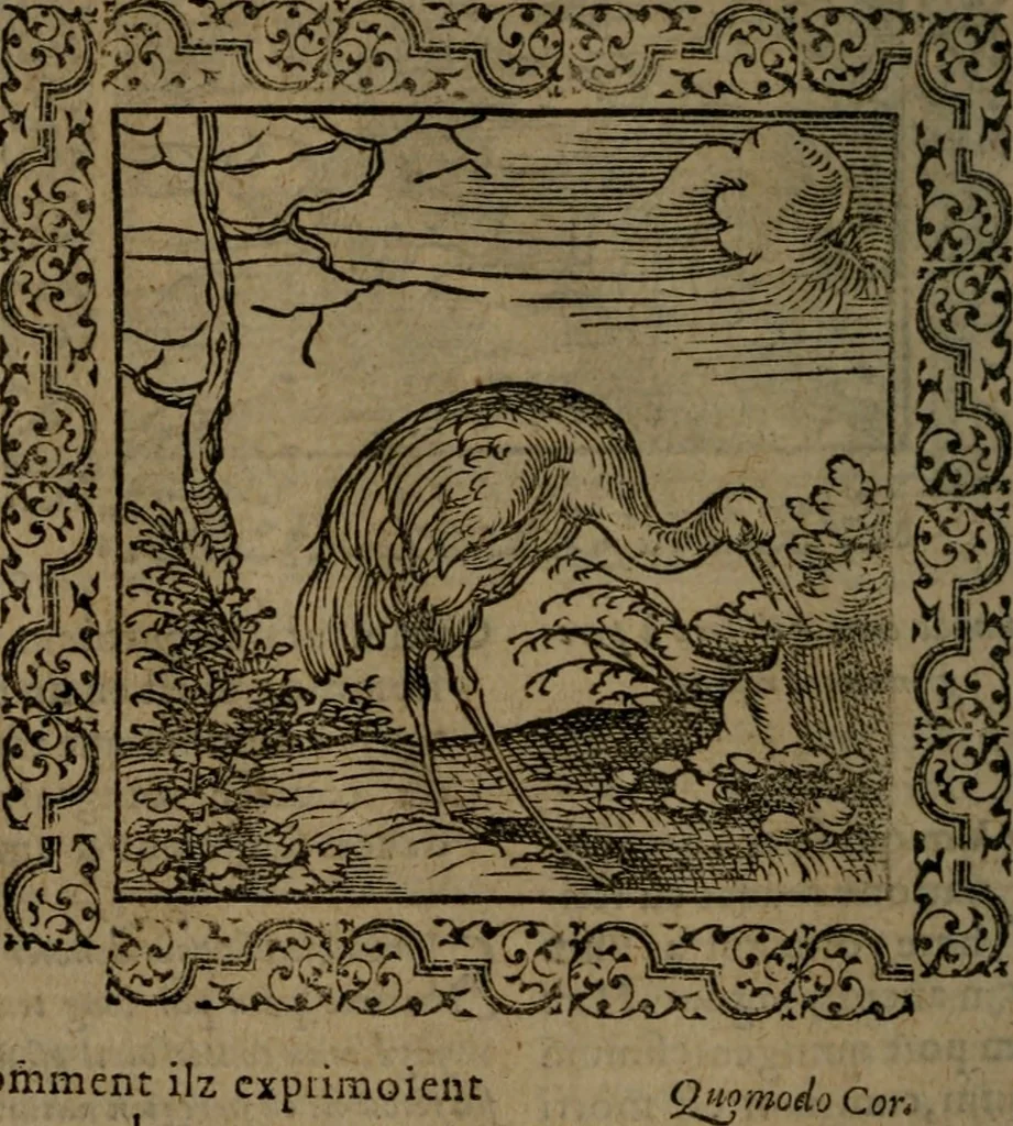 An illustration from Ori Apollinis Niliaci, De sacris Aegyptiorum notis, Aegyptiacè expressis : libri duo, iconibus illustrati, & aucti : nunc primùm in latinum ac gallicum sermonem conversi, 1574, leaf 63