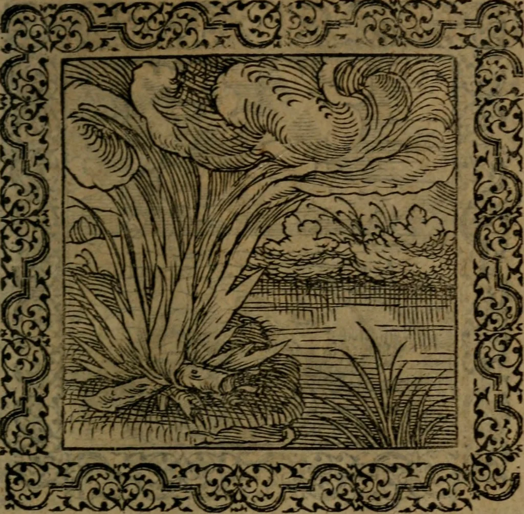 An illustration from Ori Apollinis Niliaci, De sacris Aegyptiorum notis, Aegyptiacè expressis : libri duo, iconibus illustrati, & aucti : nunc primùm in latinum ac gallicum sermonem conversi, 1574, leaf 72