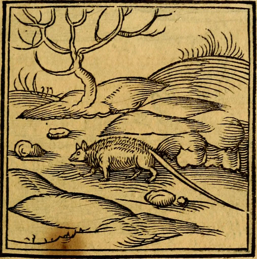 An illustration from Ori Apollonis Niliaci, de sacris notis & sculpturis libri duo, vbi ad fidem vetudti codicis manu scripti restituta sunt loca permulta, corrupta ante ac deplorata, 1551, leaf 100