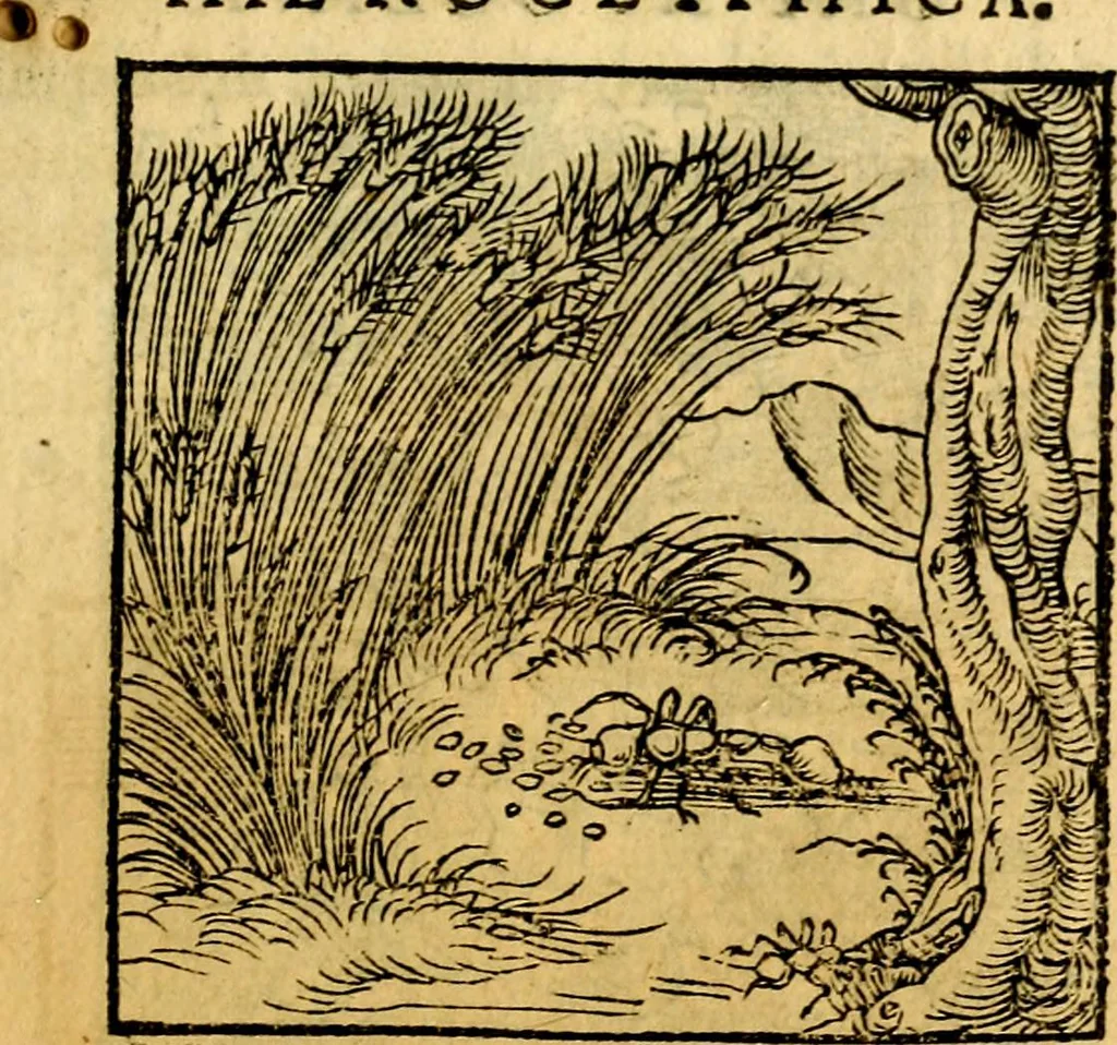An illustration from Ori Apollonis Niliaci, de sacris notis & sculpturis libri duo, vbi ad fidem vetudti codicis manu scripti restituta sunt loca permulta, corrupta ante ac deplorata, 1551, leaf 102