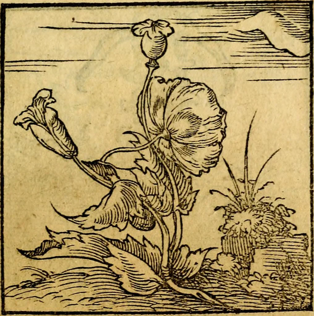 An illustration from Ori Apollonis Niliaci, de sacris notis & sculpturis libri duo, vbi ad fidem vetudti codicis manu scripti restituta sunt loca permulta, corrupta ante ac deplorata, 1551, leaf 132