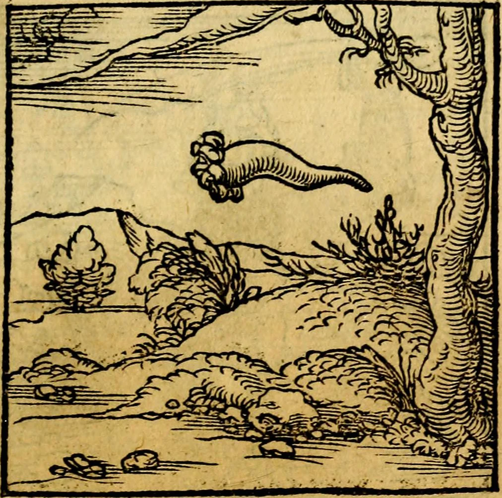 An illustration from Ori Apollonis Niliaci, de sacris notis & sculpturis libri duo, vbi ad fidem vetudti codicis manu scripti restituta sunt loca permulta, corrupta ante ac deplorata, 1551, leaf 142