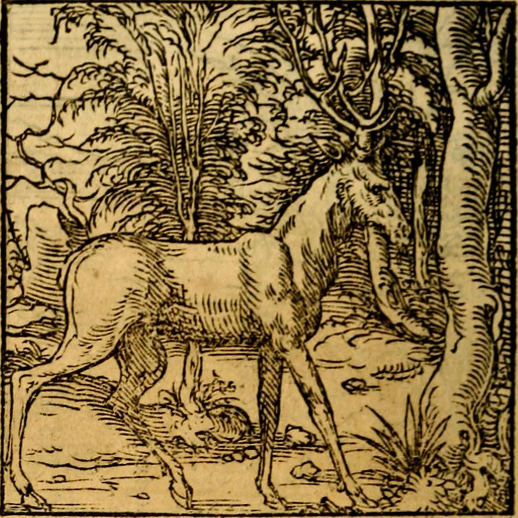 An illustration from Ori Apollonis Niliaci, de sacris notis & sculpturis libri duo, vbi ad fidem vetudti codicis manu scripti restituta sunt loca permulta, corrupta ante ac deplorata, 1551, leaf 145