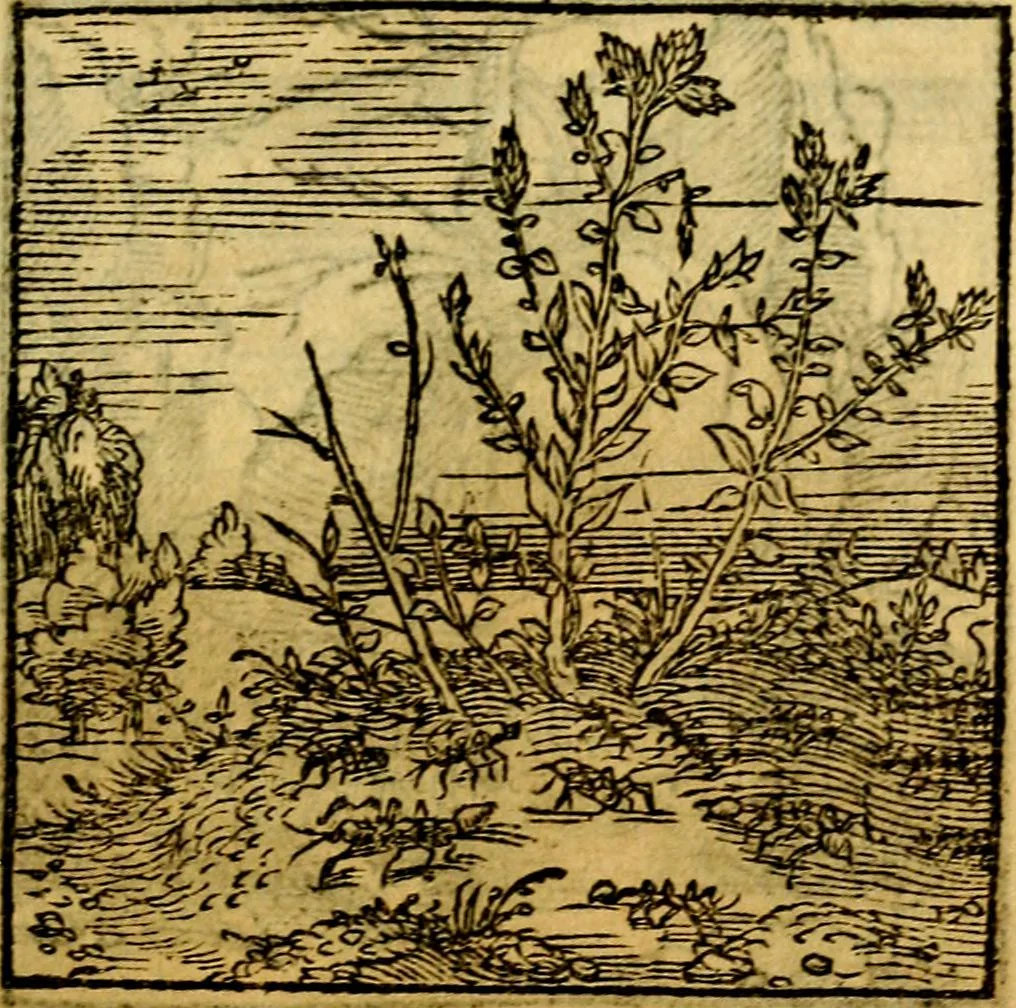 An illustration from Ori Apollonis Niliaci, de sacris notis & sculpturis libri duo, vbi ad fidem vetudti codicis manu scripti restituta sunt loca permulta, corrupta ante ac deplorata, 1551, leaf 158