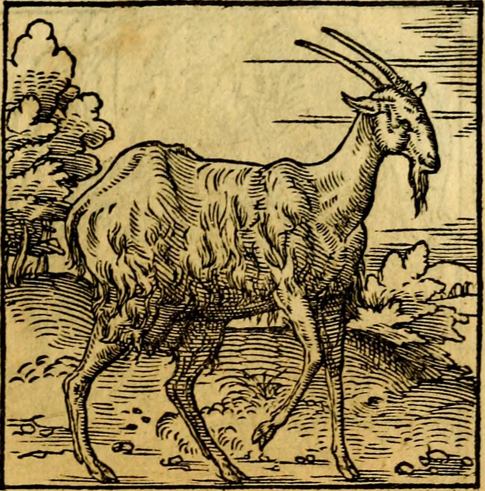An illustration from Ori Apollonis Niliaci, de sacris notis & sculpturis libri duo, vbi ad fidem vetudti codicis manu scripti restituta sunt loca permulta, corrupta ante ac deplorata, 1551, leaf 192