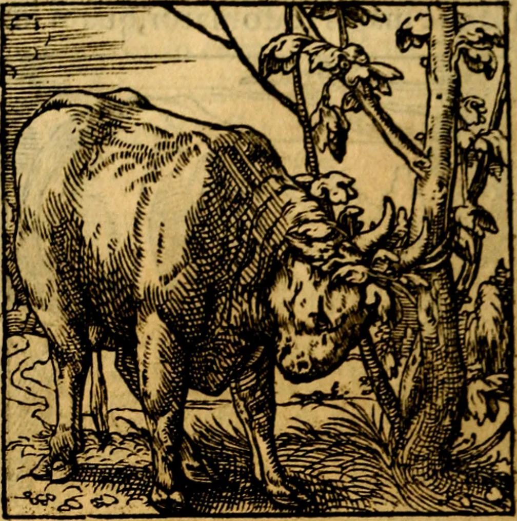 An illustration from Ori Apollonis Niliaci, de sacris notis & sculpturis libri duo, vbi ad fidem vetudti codicis manu scripti restituta sunt loca permulta, corrupta ante ac deplorata, 1551, leaf 201