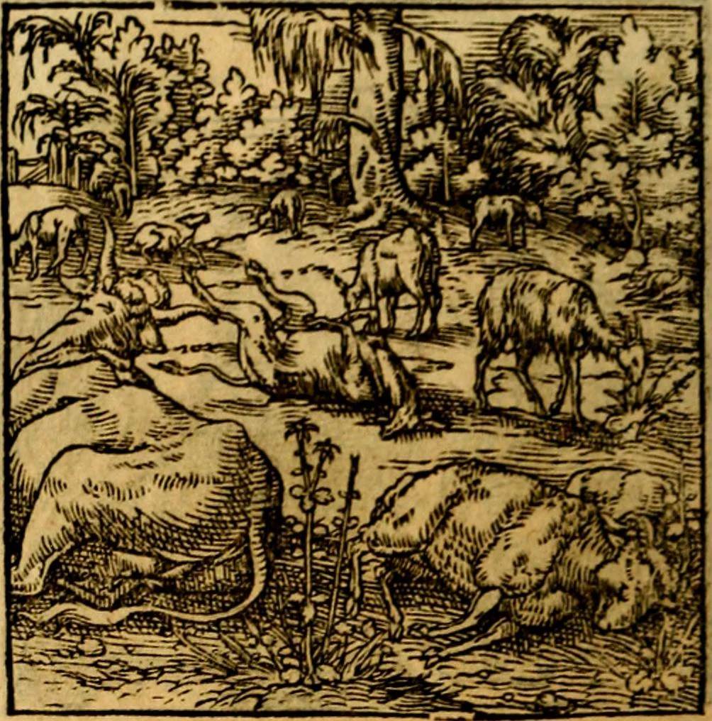 An illustration from Ori Apollonis Niliaci, de sacris notis & sculpturis libri duo, vbi ad fidem vetudti codicis manu scripti restituta sunt loca permulta, corrupta ante ac deplorata, 1551, leaf 203