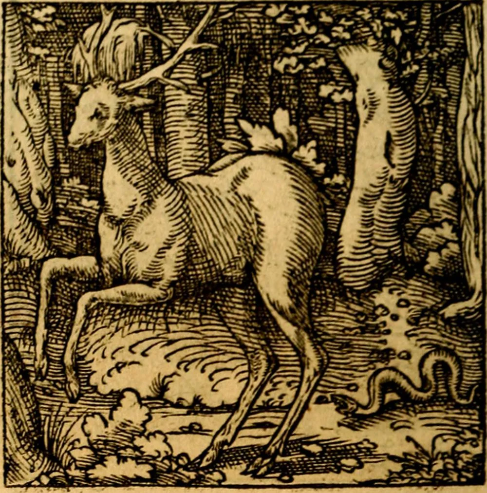 An illustration from Ori Apollonis Niliaci, de sacris notis & sculpturis libri duo, vbi ad fidem vetudti codicis manu scripti restituta sunt loca permulta, corrupta ante ac deplorata, 1551, leaf 211