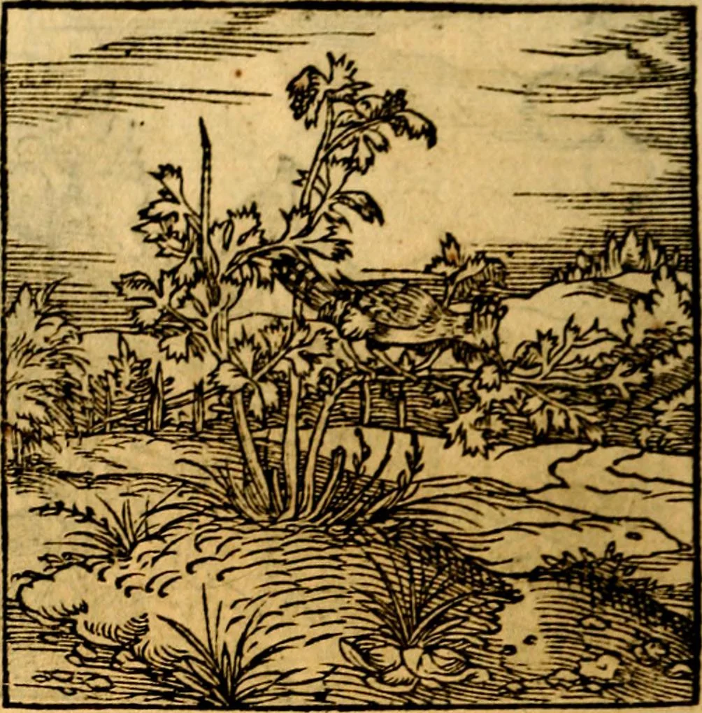 An illustration from Ori Apollonis Niliaci, de sacris notis & sculpturis libri duo, vbi ad fidem vetudti codicis manu scripti restituta sunt loca permulta, corrupta ante ac deplorata, 1551, leaf 217