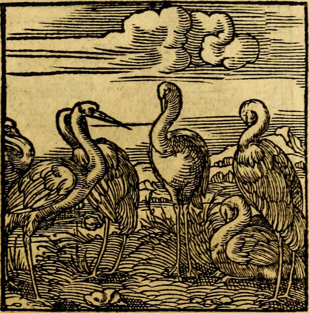An illustration from Ori Apollonis Niliaci, de sacris notis & sculpturis libri duo, vbi ad fidem vetudti codicis manu scripti restituta sunt loca permulta, corrupta ante ac deplorata, 1551, leaf 218