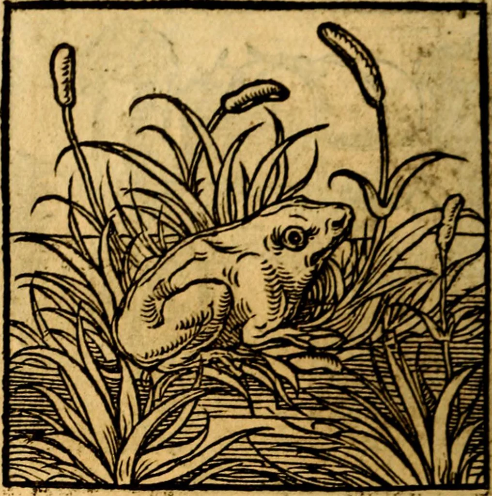 An illustration from Ori Apollonis Niliaci, de sacris notis & sculpturis libri duo, vbi ad fidem vetudti codicis manu scripti restituta sunt loca permulta, corrupta ante ac deplorata, 1551, leaf 225