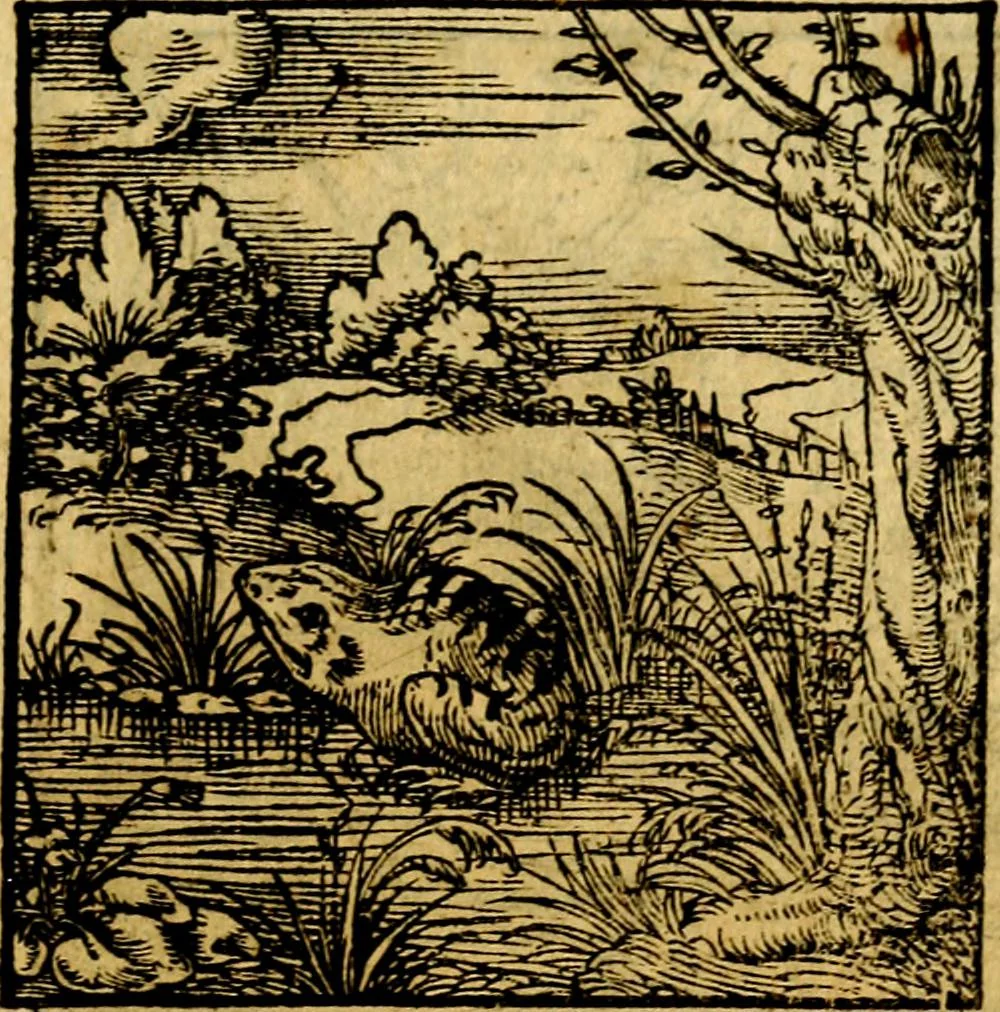An illustration from Ori Apollonis Niliaci, de sacris notis & sculpturis libri duo, vbi ad fidem vetudti codicis manu scripti restituta sunt loca permulta, corrupta ante ac deplorata, 1551, leaf 226