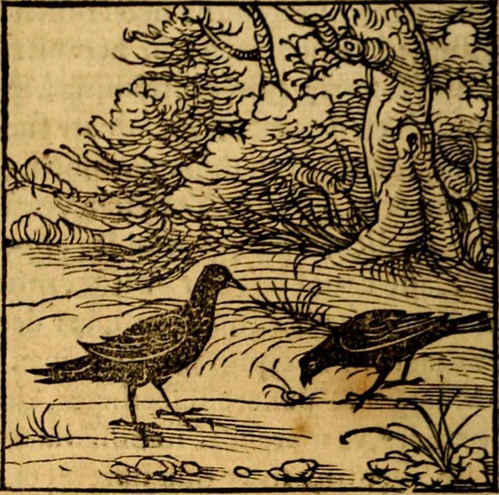 An illustration from Ori Apollonis Niliaci, de sacris notis & sculpturis libri duo, vbi ad fidem vetudti codicis manu scripti restituta sunt loca permulta, corrupta ante ac deplorata, 1551, leaf 41