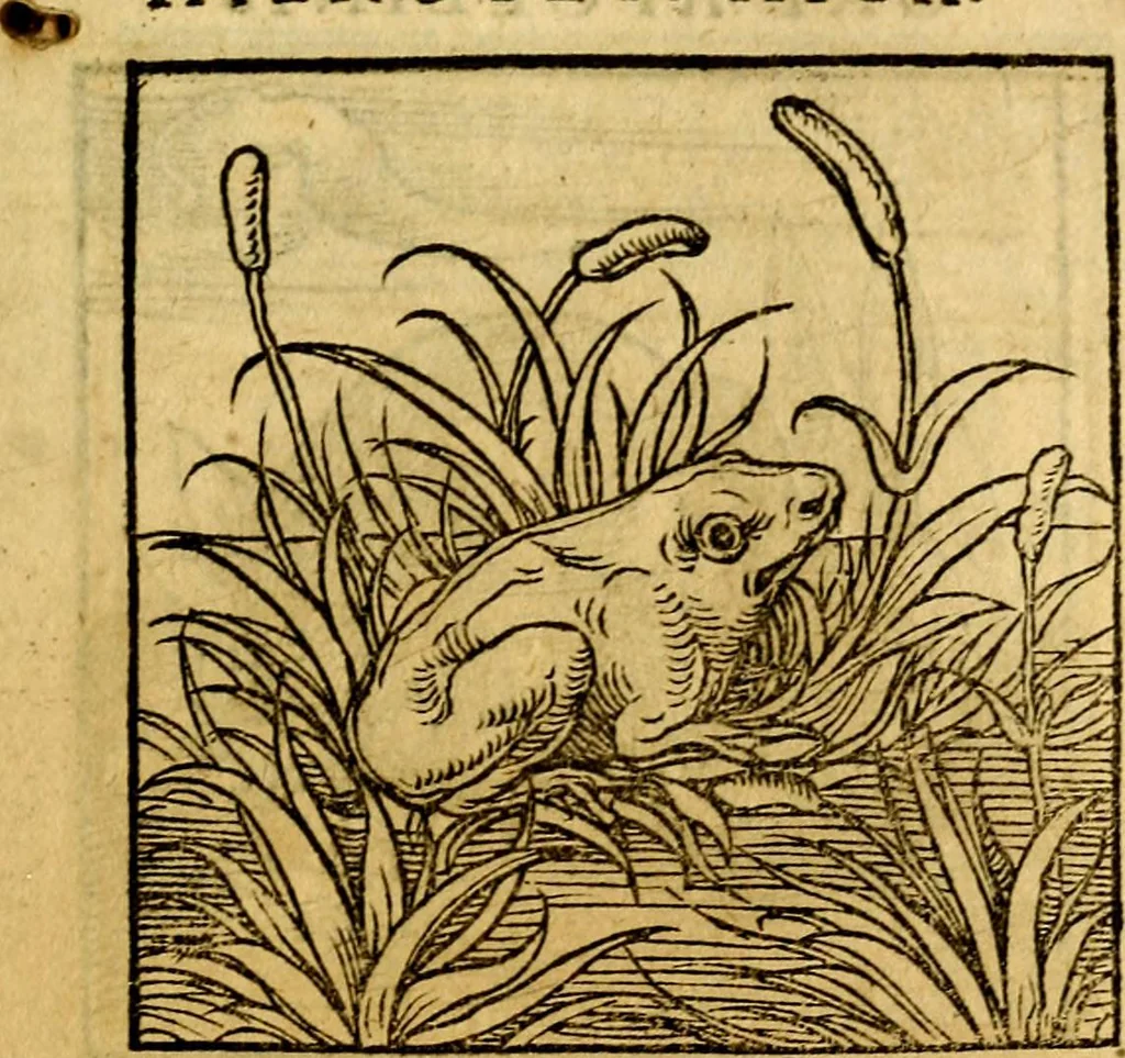 An illustration from Ori Apollonis Niliaci, de sacris notis & sculpturis libri duo, vbi ad fidem vetudti codicis manu scripti restituta sunt loca permulta, corrupta ante ac deplorata, 1551, leaf 70