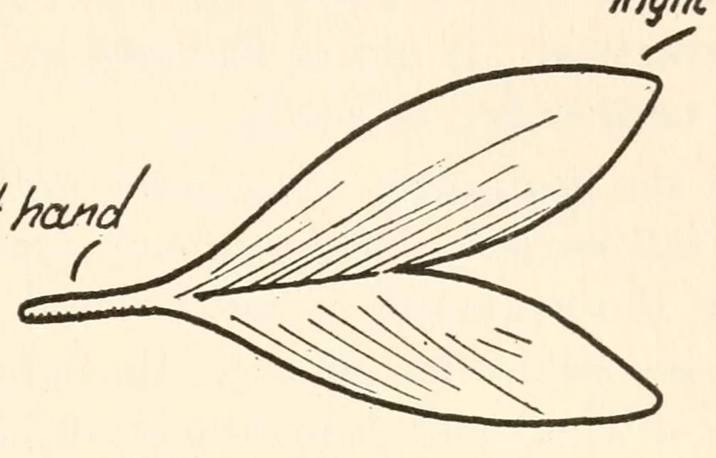 An illustration from Original creation for magicians hitherto kept up his sleeve, 1920, leaf 49