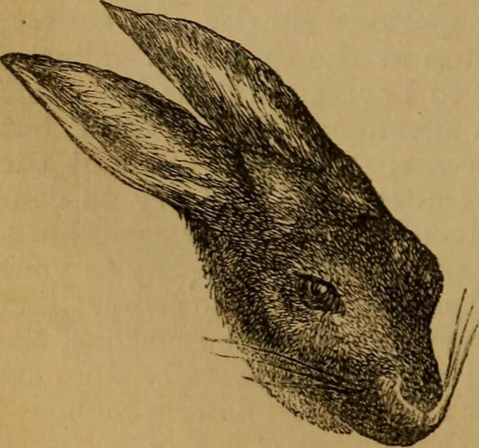 An illustration from An original and illustrated physiological and physiognomical chart, 1873, leaf 113
