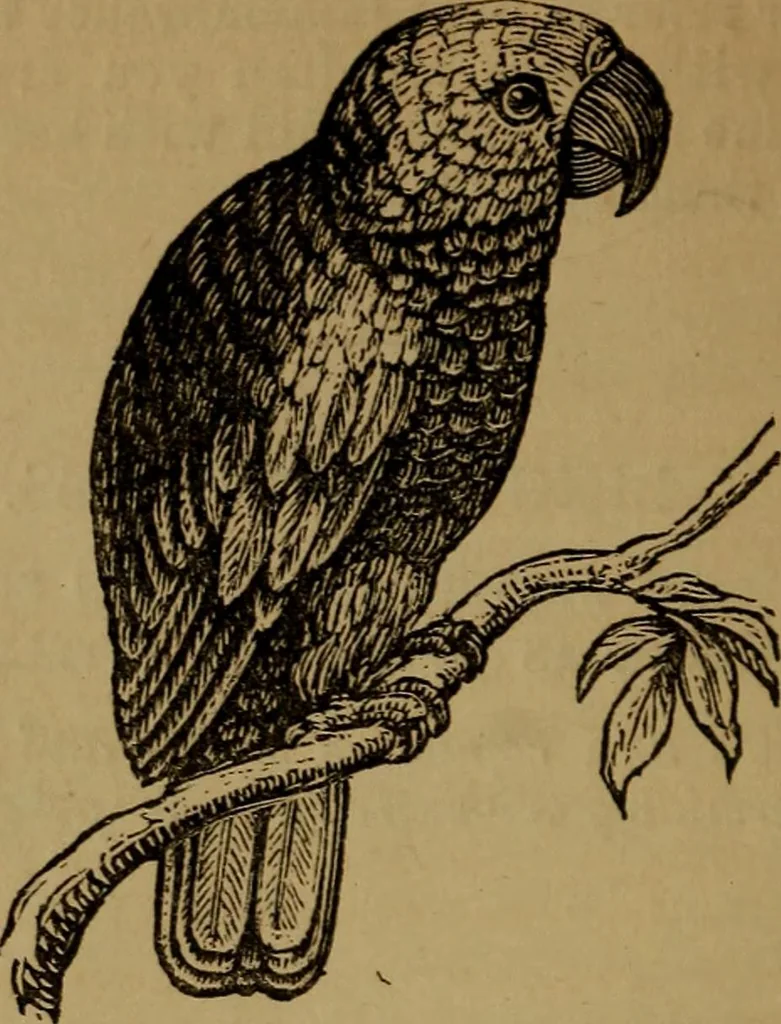 An illustration from An original and illustrated physiological and physiognomical chart, 1873, leaf 119