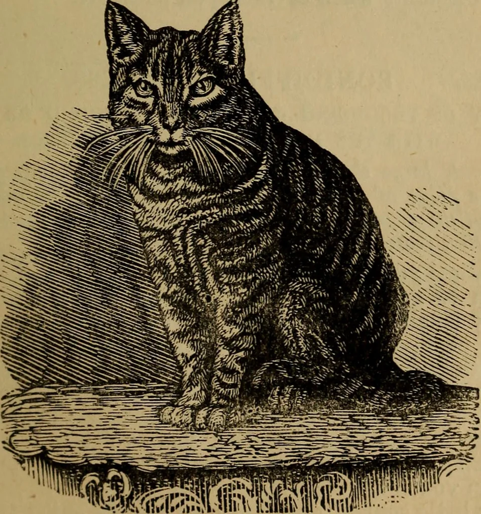 An illustration from An original and illustrated physiological and physiognomical chart, 1873, leaf 128