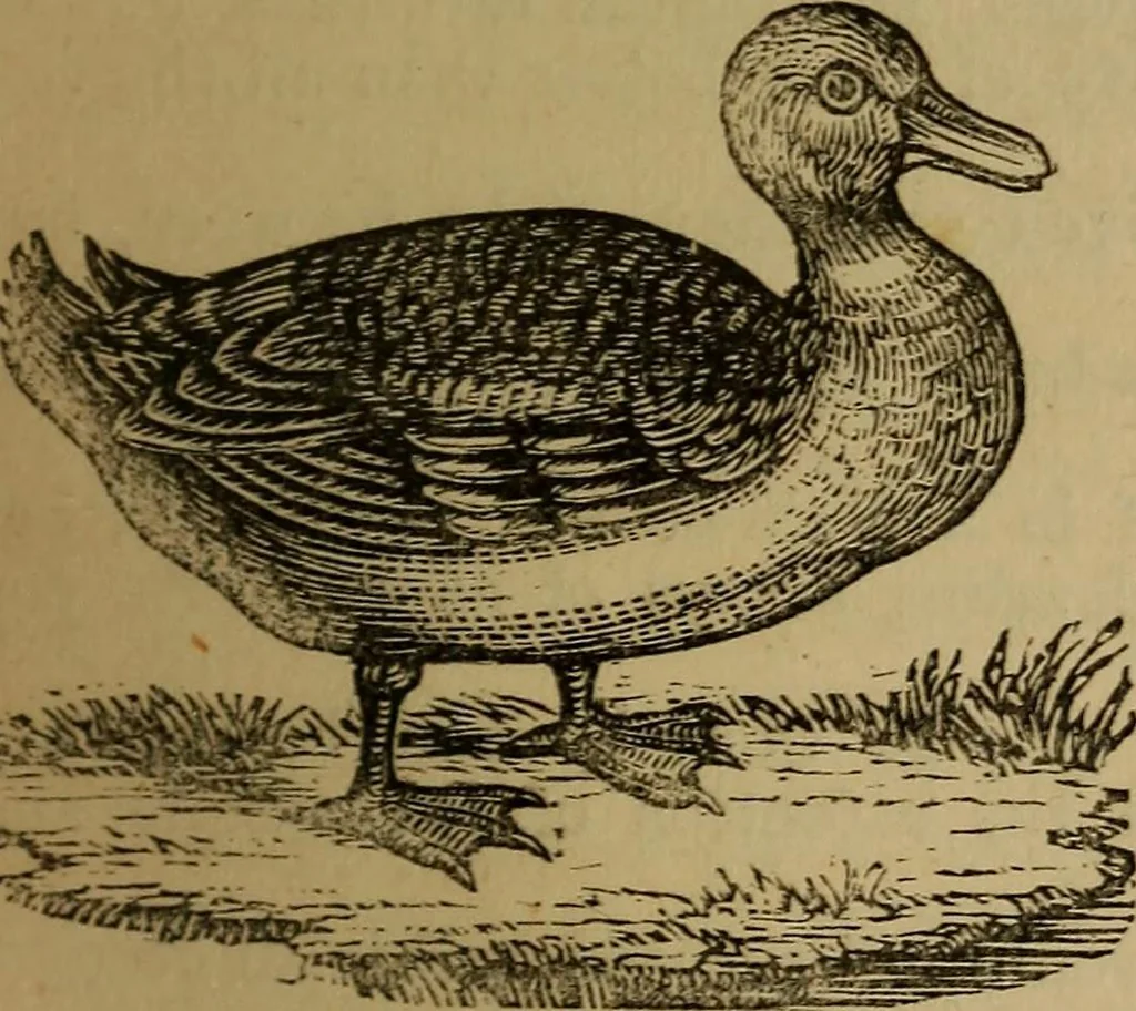 An illustration from An original and illustrated physiological and physiognomical chart, 1873, leaf 130