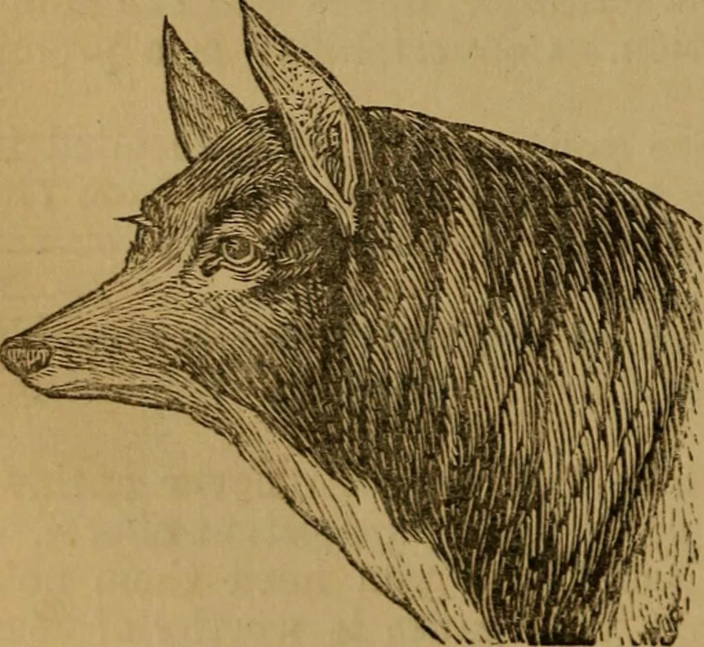 An illustration from An original and illustrated physiological and physiognomical chart, 1873, leaf 153