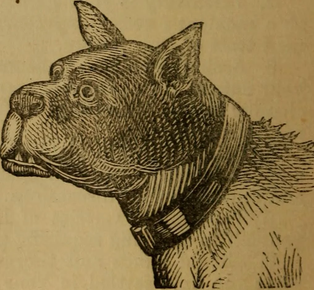 An illustration from An original and illustrated physiological and physiognomical chart, 1873, leaf 153