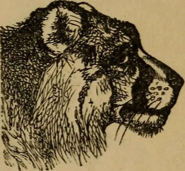 An illustration from An original and illustrated physiological and physiognomical chart, 1873, leaf 170