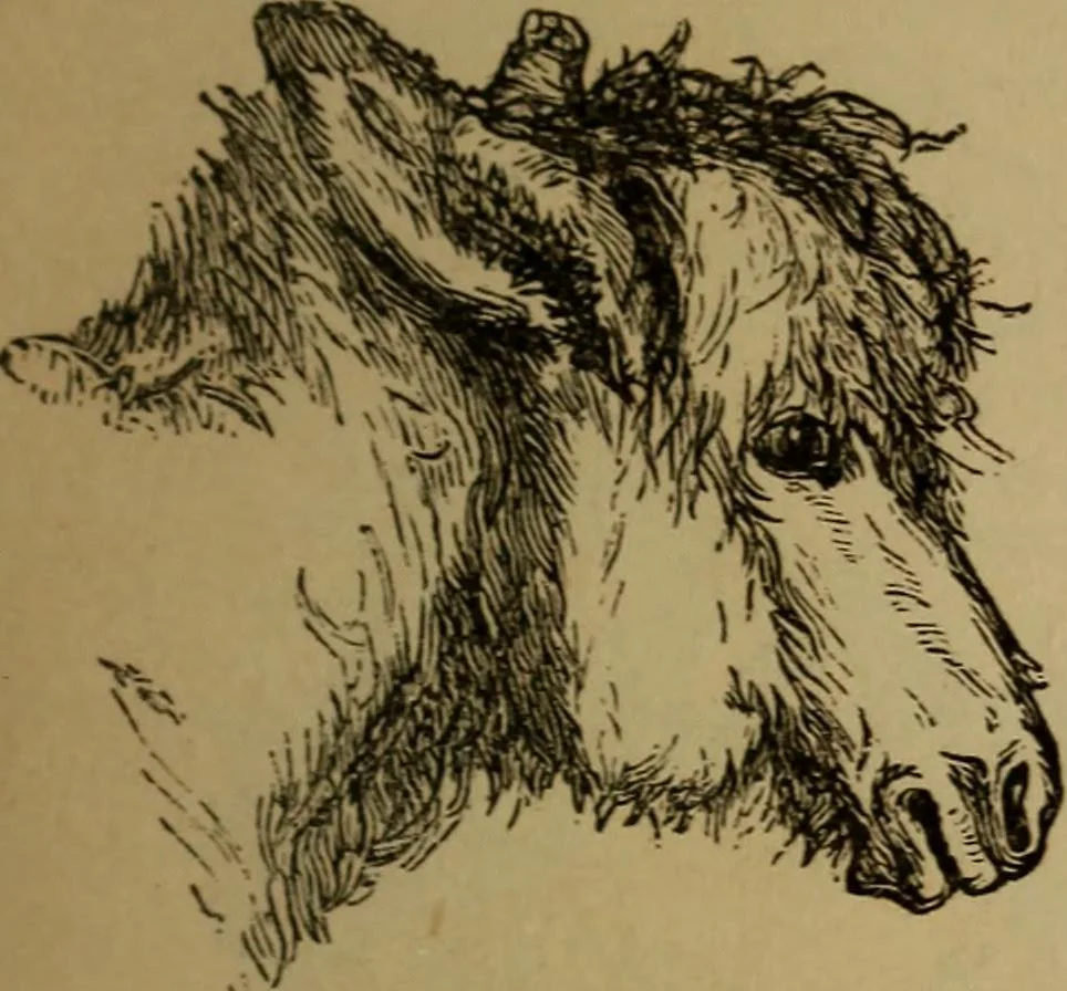 An illustration from An original and illustrated physiological and physiognomical chart, 1873, leaf 172