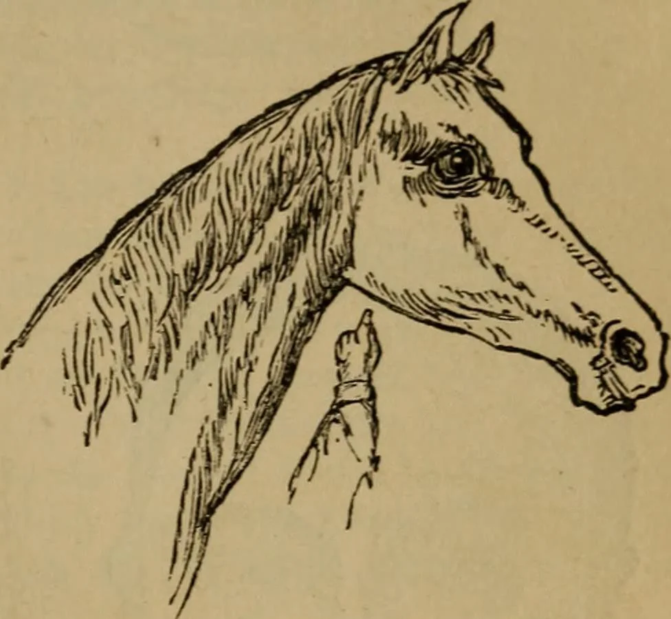 An illustration from An original and illustrated physiological and physiognomical chart, 1873, leaf 172