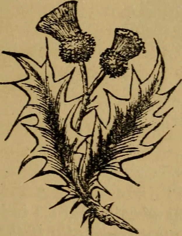 An illustration from An original and illustrated physiological and physiognomical chart, 1873, leaf 36