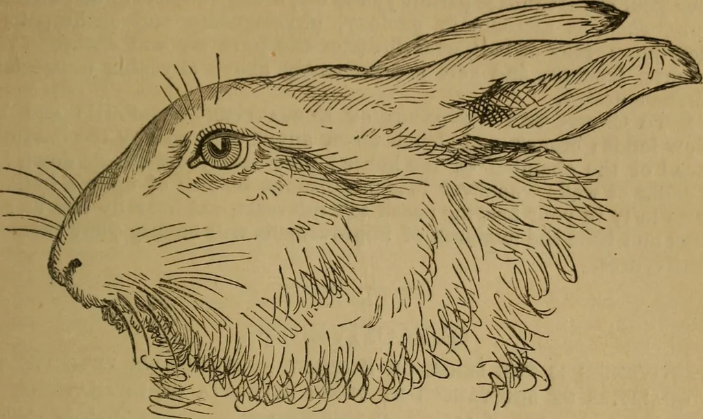 An illustration from An original and illustrated physiological and physiognomical chart, 1873, leaf 58