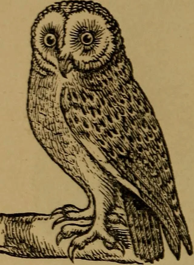 An illustration from An original and illustrated physiological and physiognomical chart, 1873, leaf 65