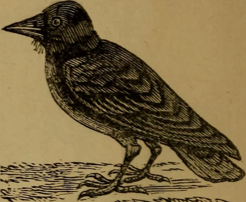 An illustration from An original and illustrated physiological and physiognomical chart, 1873, leaf 65