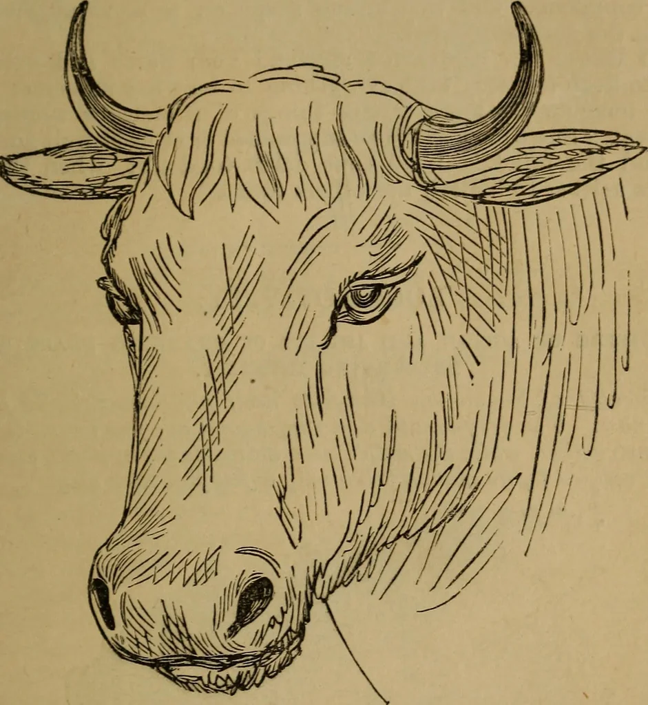 An illustration from An original and illustrated physiological and physiognomical chart, 1873, leaf 66